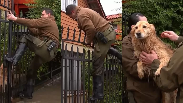 Perrito Rescatado Por Carabineros